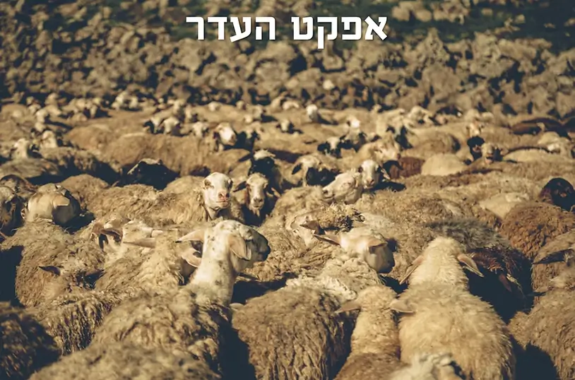 אפקט העדר – אם אין עוקבים בחשבון, אף אחד לא ירצה לעקוב אחריך